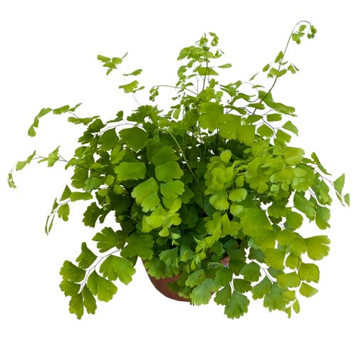 PAPROĆ ADIANTUM 30 cm na Arena.pl