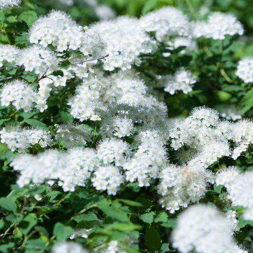 Tawuła japońska ALBIFLORA Białe kwiaty na Arena.pl