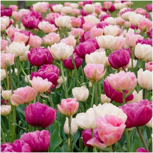 TULIPAN cebulki DOUBLE MIX KOLORY RÓŻU 20 szt. + GRATIS na Arena.pl