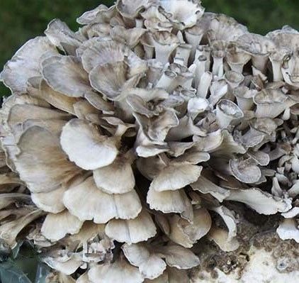 MAITAKE Grifola frondosa ekstrakt 100ml zdjęcie 2