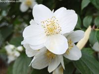 Jaśminowiec wonny (Philadelphus coronarius) w P11, wysokość 60-80 cm