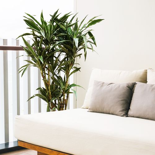 DRACENA WARNECKI 110 cm na Arena.pl