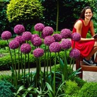 CZOSNEK Globemaster Gigant 70 cm obwód KWIATU