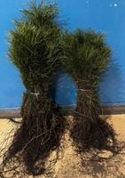 Sosna Pospolita sadzonki 20-40 cm SZKÓŁKOWANA Pakiet 50 sztuk