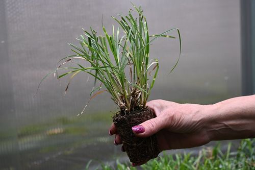 Miskant chiński Little Zebra - Miscanthus sinensis na Arena.pl