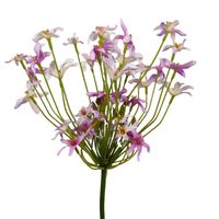 Agapantus pojedynczy kremowo fioletowy