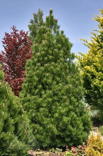 Sosna bośniacka Compact Gem P9 na Arena.pl