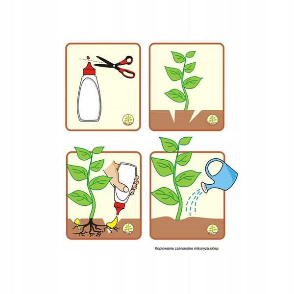 Mikoryza dla drzew liściastych zdjęcie 3