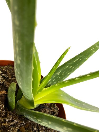 Aloes ALOE VERA 45 cm na Arena.pl