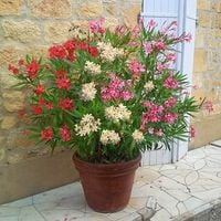 product-compare-59098920