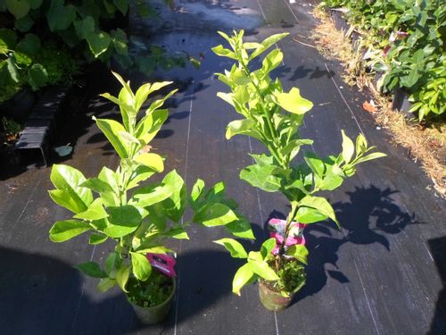 Limeta kwaśna lima limonka Wodka Lime 40-60cm P12 na Arena.pl