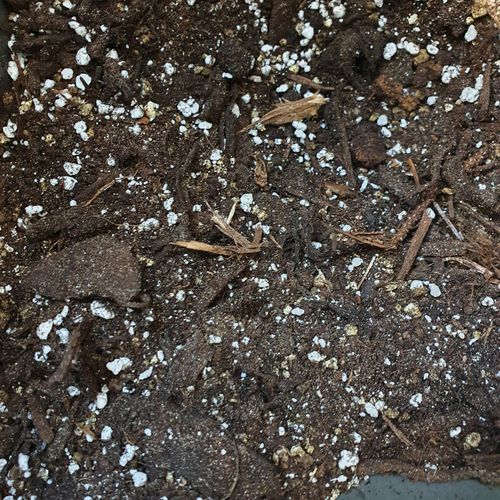 Bigos Ziemia Do Monster I Filodendronów, Gotowe Podłoże Do Roślin Zielonych na Arena.pl