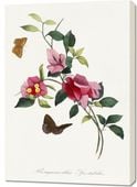 Obraz 70x100cm Bugenwilla, Paul Gervais Vintage do Salonu