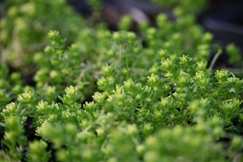 Rozchodnik ostry Yellow Queen - Sedum acre na Arena.pl