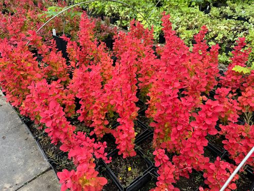 Berberys Thunberga 'Orange Ice' Pomarańczowy(Berberis thunbergii) 2.0L na Arena.pl