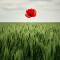 Plakat 30x30cm Samotny Mak na Polu