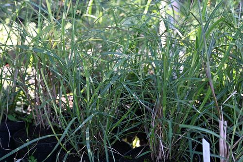 Miskant chinski Little Zebra - Miscanthus sinensis na Arena.pl