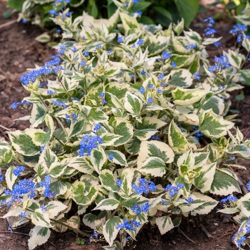 Brunera wielkolistna VARIEGATA na Arena.pl