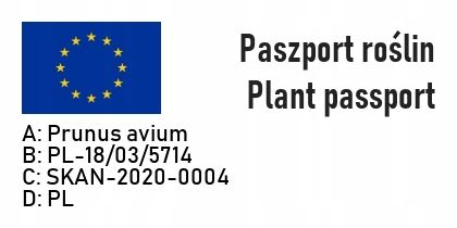 Czereśnia UKRAIŃSKA owoc GIGANT EUFORIA SMAKU na Arena.pl
