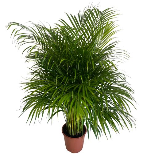 Palma AREKA (ARECA) 120cm na Arena.pl