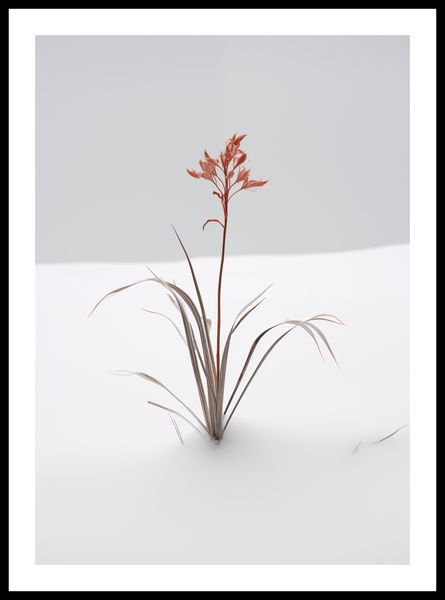 Plakat 42x59,4cm Subtelność Natury zdjęcie 3