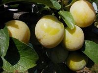 ŚLIWA RENKLODA ULENA bardzo soczysta - sadzonki 90 / 140 cm