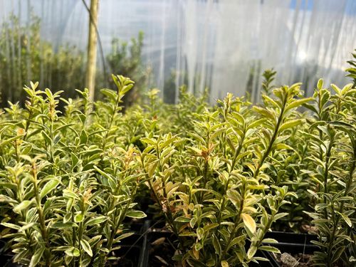 Trzmielina japońska 'Microphyllus Aureovariegatus' (Euonymus fortunei) 1.0L na Arena.pl