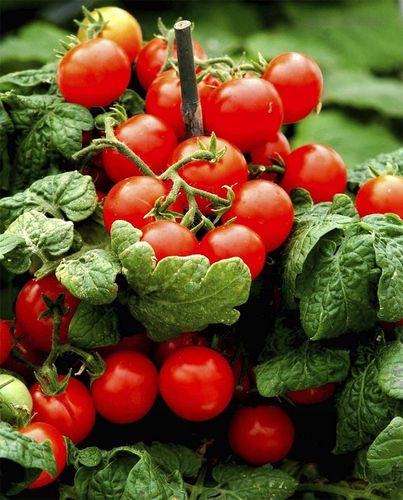 ZESTAW DO UPRAWY POMIDOR VILMA POMIDORY KOKTAJLOWE NASIONA 10x WIELOLETNIA na Arena.pl