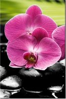 100 70CM OBRAZ PŁÓTNO STORCZYKI KAMIENIACH PŁÓTNO RAMA