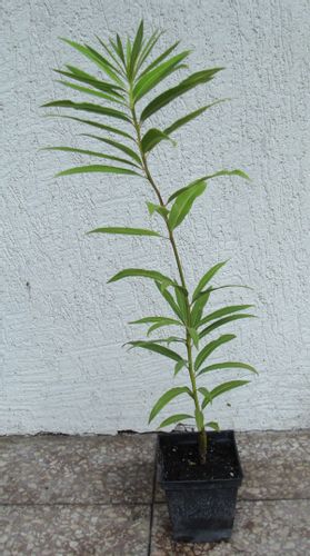 WIERZBA SACHALIŃSKA Smocza - sadzonki w doniczkach na Arena.pl