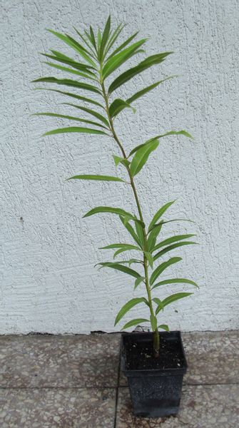 WIERZBA SACHALIŃSKA Smocza - sadzonki w doniczkach zdjęcie 4