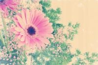 FOTOTAPETA KWIAT GERBER BUKIET 3D SALON 360x240