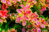 P9 BERBERYS CORONITA ZŁOTE OBWÓDKI