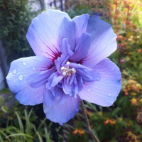 HIBISKUS Ketmia Syryjska Blue Chiffon - sadzonki 20 / 30 cm