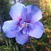HIBISKUS Ketmia Syryjska Blue Chiffon - sadzonki 20 / 30 cm