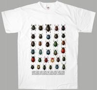 STARODRUK owady chrząszcze chrabąszcze żuki 3