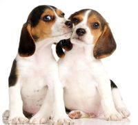 NAKLEJKA naklejki zwierzęta 120 cm koń psy koty