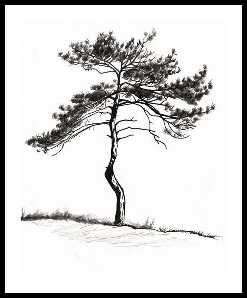 Plakat 40x50cm Samotna Sosna zdjęcie 3