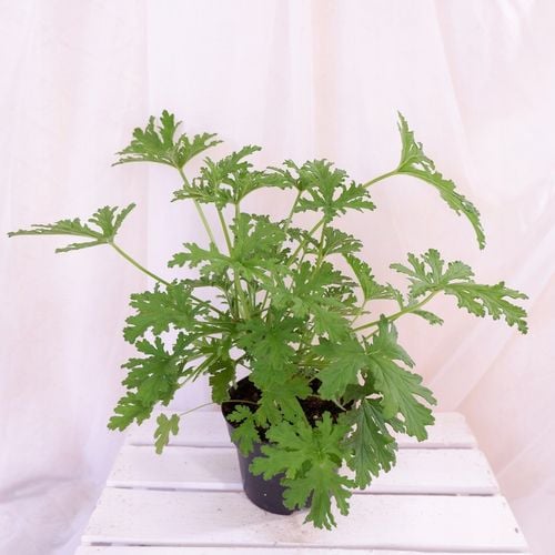 GERANIUM ANGINKA ROŚLINA LECZNICZA gęsta XL don.Ø13cm na Arena.pl