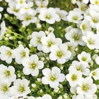 Skalnica arendsa TOURAN LARGE WHITE Biały dywan Na skalniak Sadzonki P9