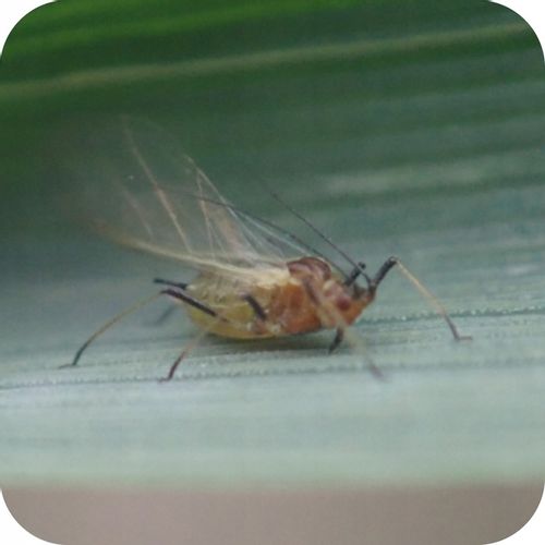 ŚRODEK PREPARAT NA MSZYCE CYPERKILL MAX 500 EC 250ML OWADOBÓJCZY DO WARZYW na Arena.pl