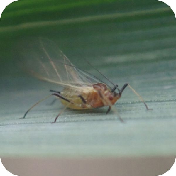 ŚRODEK PREPARAT NA MSZYCE CYPERKILL MAX 500 EC 250ML OWADOBÓJCZY DO WARZYW zdjęcie 13