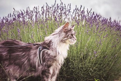 SZELKI dużego kota 38-48cm do 6kg Brytyjski TRE PONTI czarne Z ODBLASKAMI na Arena.pl
