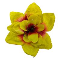 Clivia wyr. burgund/green 12 szt