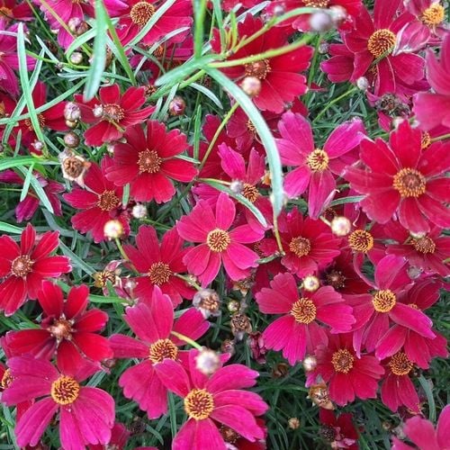 Nachyłek okółkowy RUBY RED Czerwony Na rabaty Kwitnie całe lato Sadzonki 1L na Arena.pl