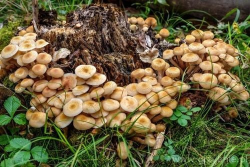 FAST ROT środek do usuwania pni i korzeni 500ml na Arena.pl