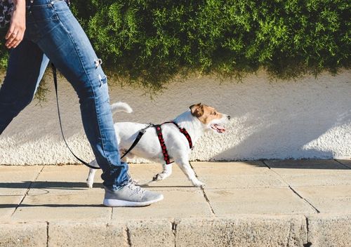 SZELKI GUARD DLA PSA REGULOWANE MOCNE BEZUCISKOWE WYGODNE PORZĄDNE roz. M na Arena.pl