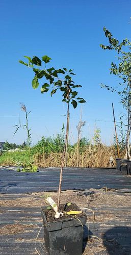 SZAKŁAK POSPOLITY - sadzonki 70 / 100 cm na Arena.pl