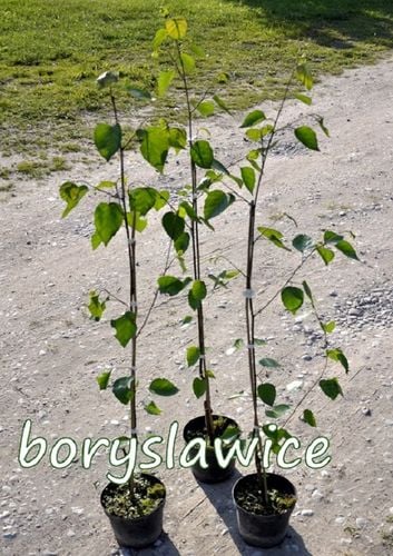 Brzoza pożyteczna Jacquemonta 'Doorenbos' (Betula) w C2, 120-150 cm na Arena.pl