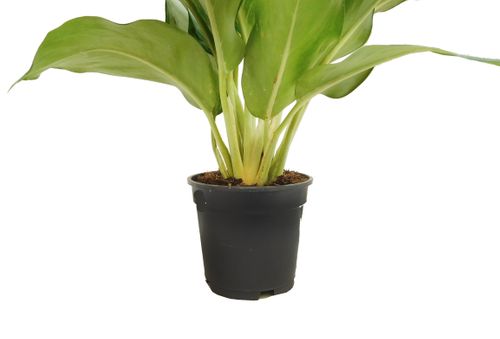 AGLAONEMA Cleopatra 60 cm na Arena.pl